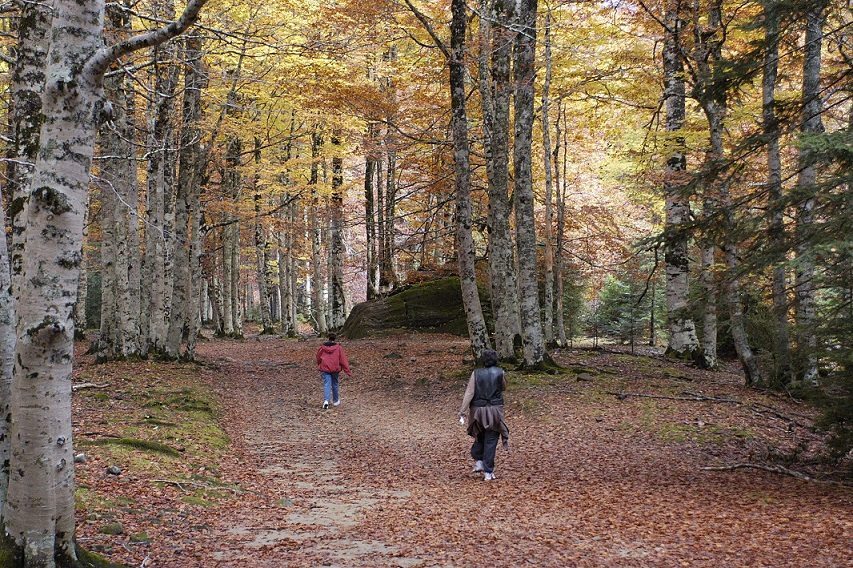 Los colores del otoño en el Valle de Ordesa, desde el interor del bosque de hayas. EFE/Pablo Otín