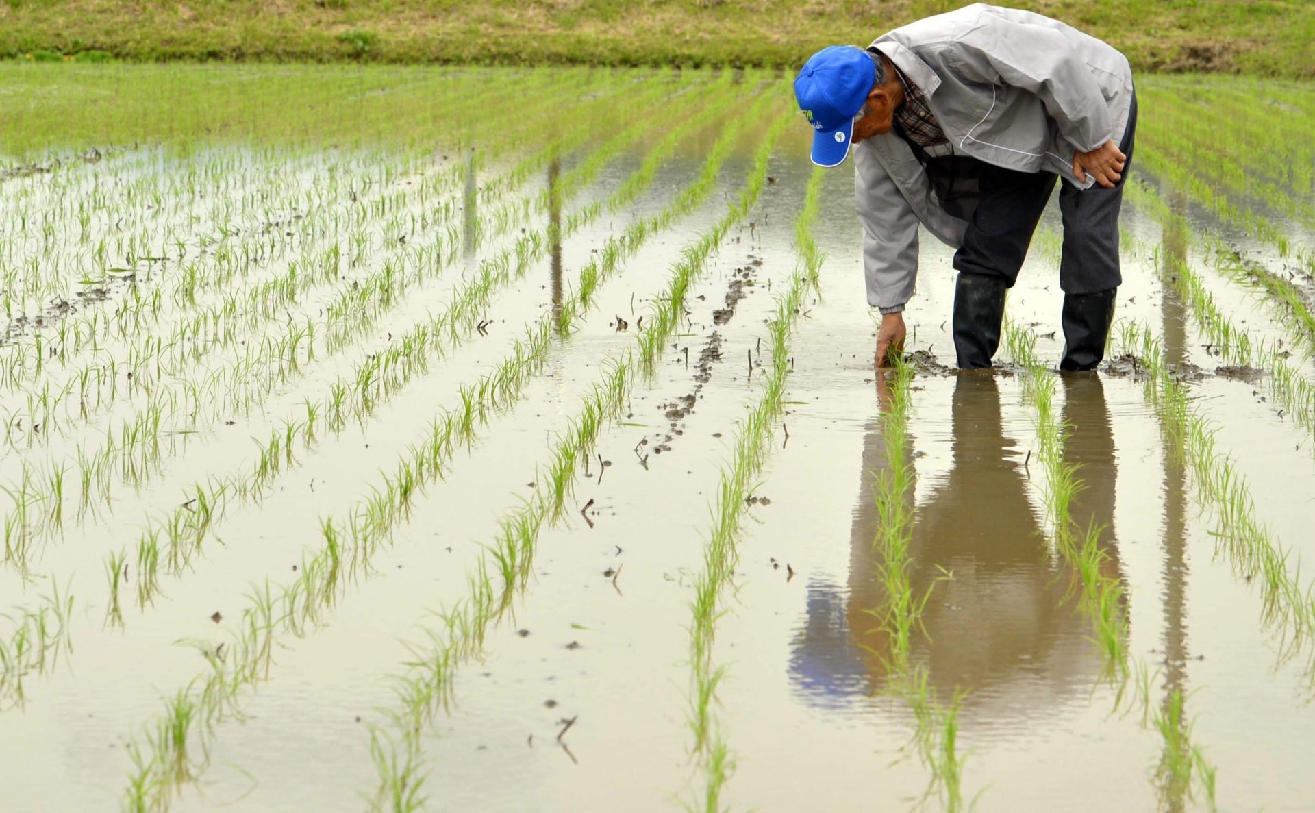 Imagen de archivo de un agricultor en una plantación de arroz en Japón. Foto: EFE ARCHIVO/ Tomoyuki Kaya