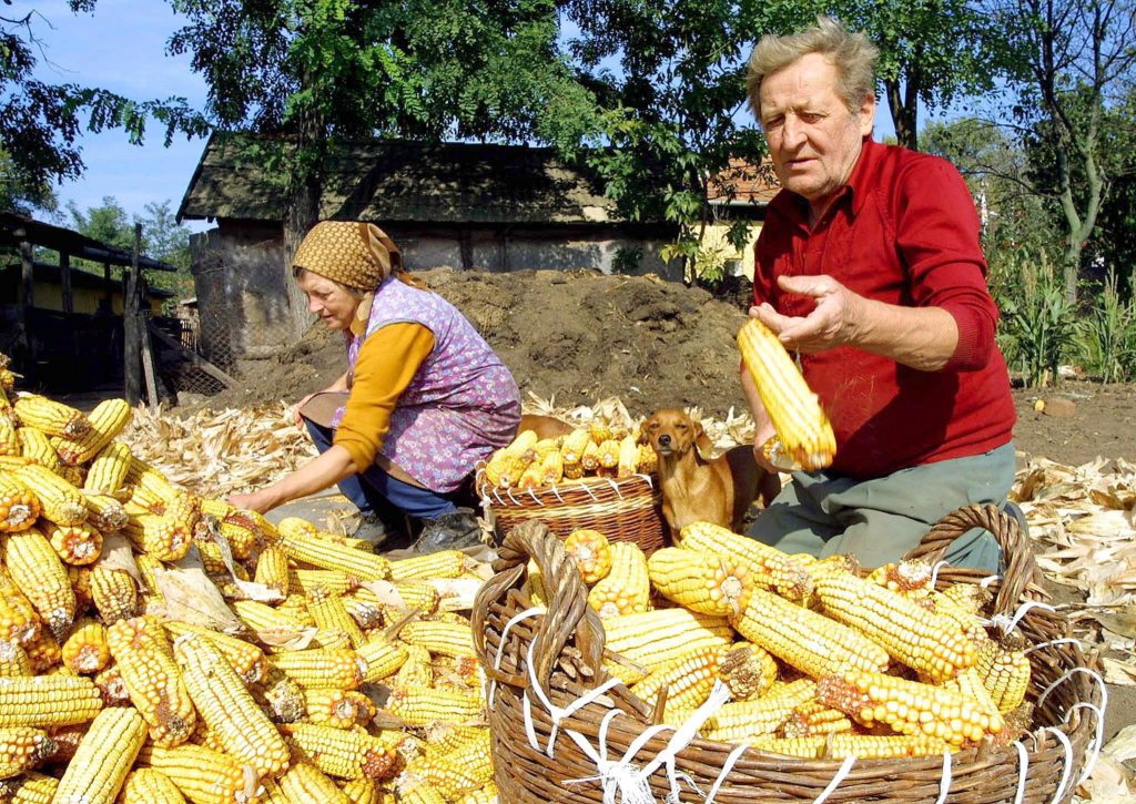 Dos mujeres en una explotación familiar de maíz. EFEAGRO/Archivo. EPASTR.