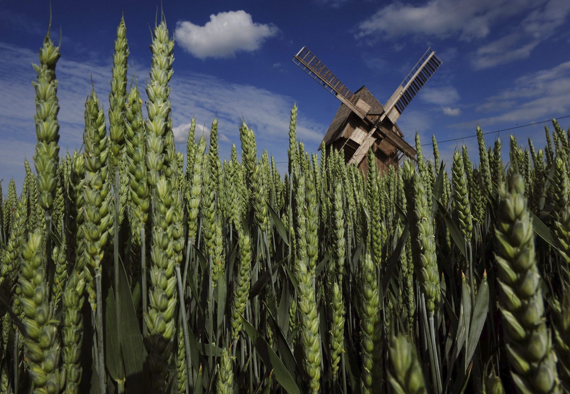 Un campo de cereales en Alemania. Efeagro/Martin Schutt