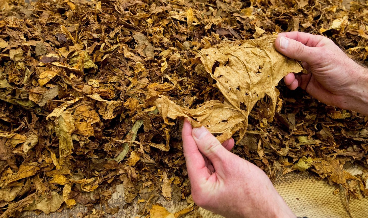 Imagen de hojas de tabaco extremeño. EFEAGRO/Cedida por el Gobierno de Extremadura.
