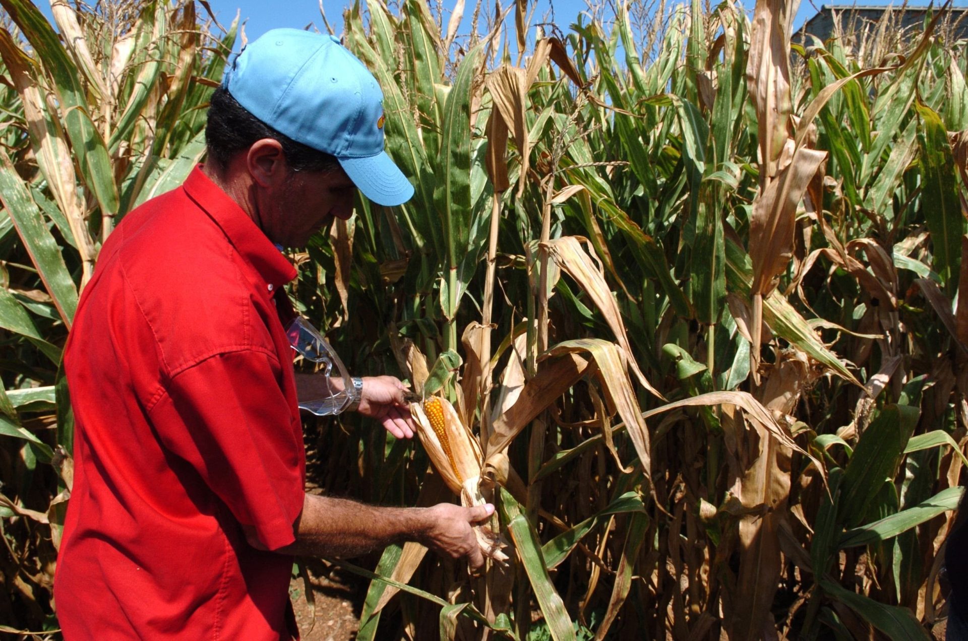 El maíz, uno de los cultivos transgénicos que se cultivan en Cataluña. Foto: Archivo EFE/Anna Girón