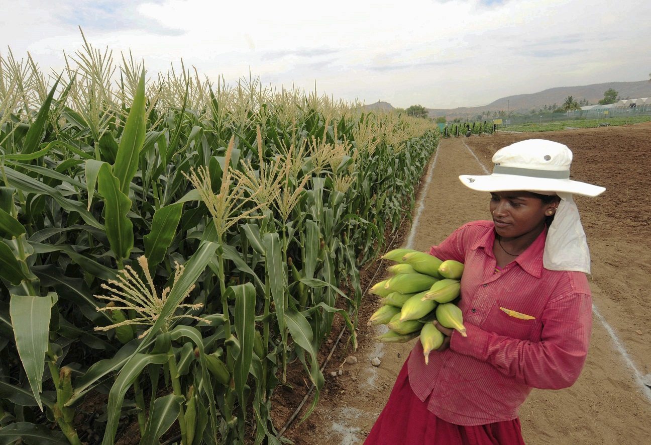 Una agricultora india recolecta maíz transgénico. Foto: EPA EPA/JAGADEESH NV