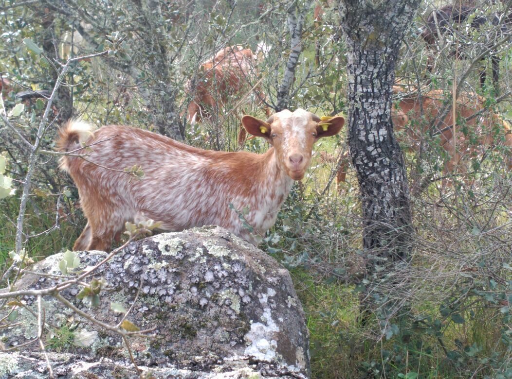 Una cabra pasta en la zona de Salvatierra de los Barros (Badajoz). Foto: Dcoop