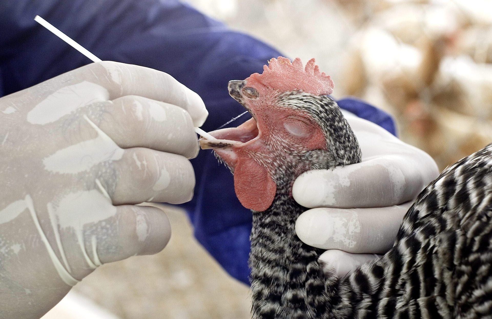 Un especialista saca una muestra de saliva a un ave en una granja. EFE/ARCHIVO/John Riley