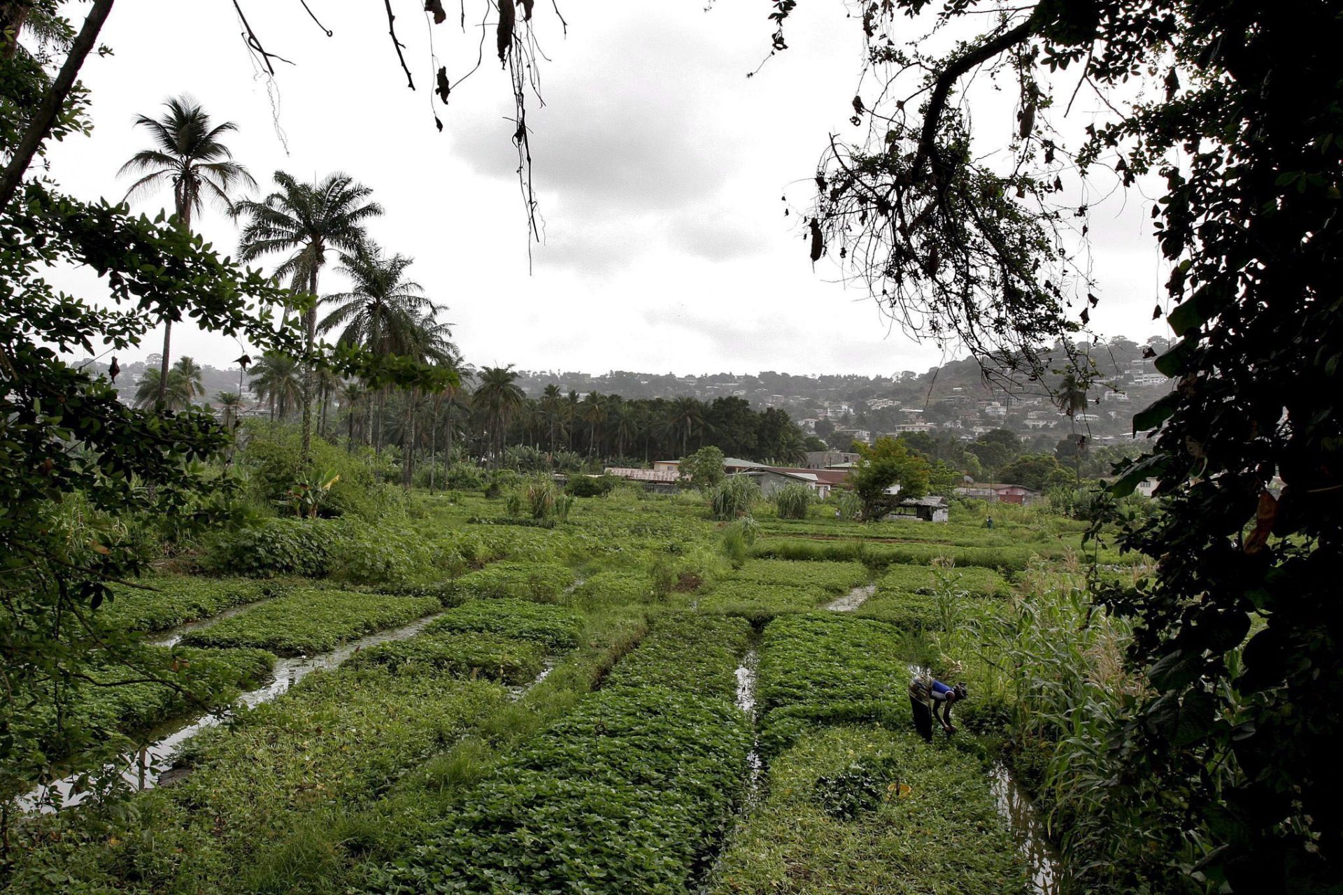 Una mujer recolecta hojas de mandioca y patata en Freetown, Sierra Leona. EFE/Nic Bothma