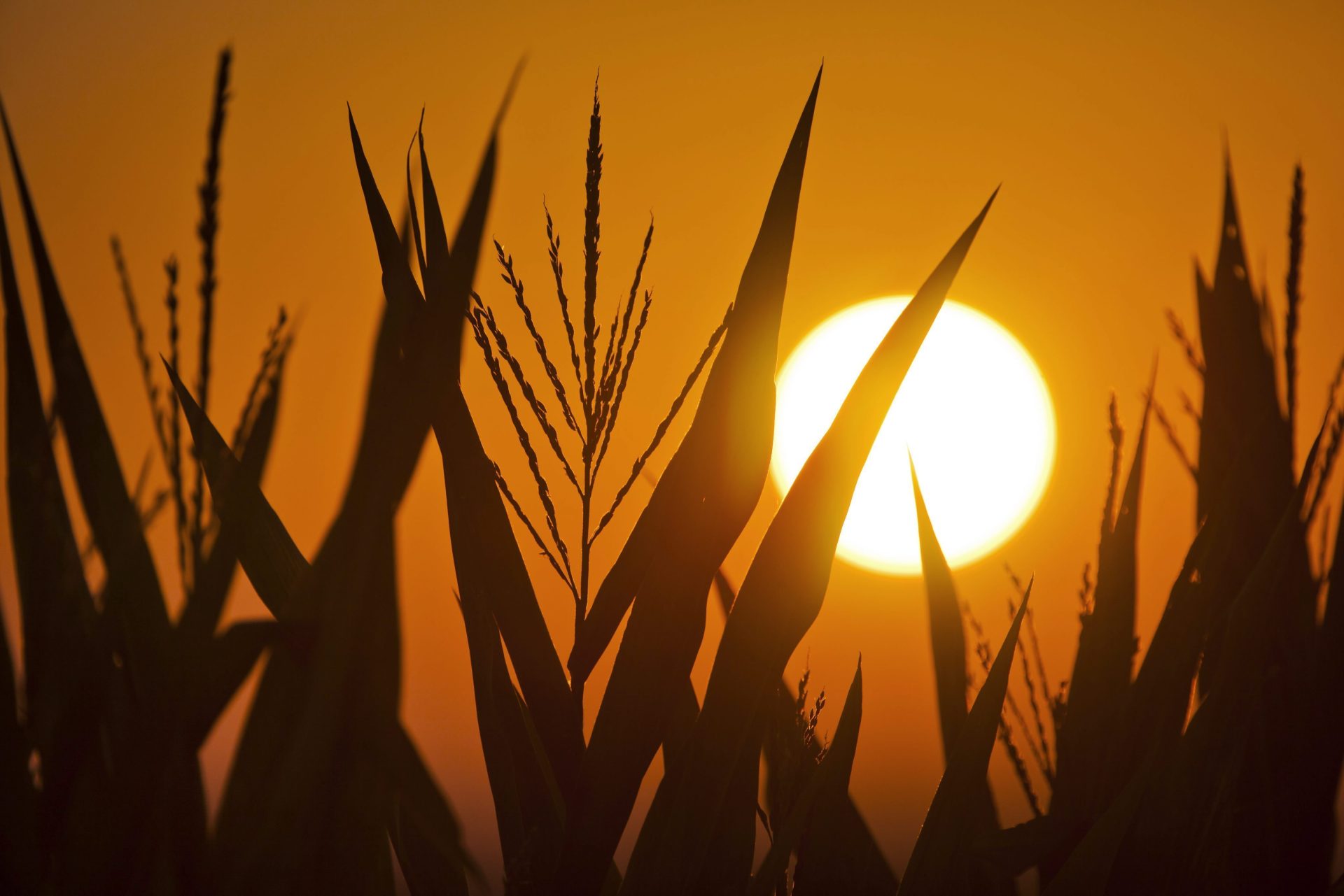 El sol calienta en una explotación agrícola. Foto: EPA/JIM LO SCALZO