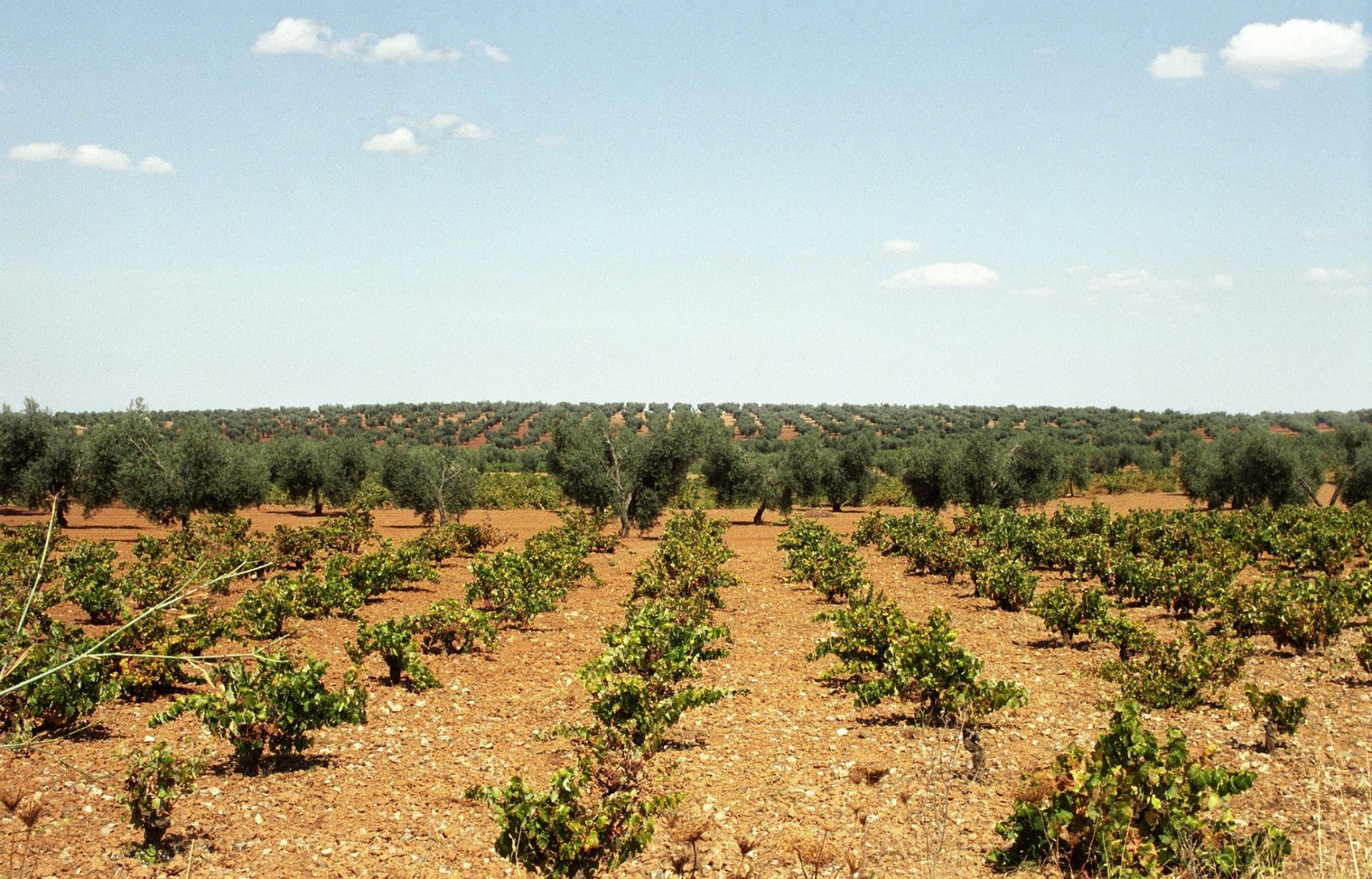 Una plantación de viñedo en Extremadura. Efeagro/Gabriel Díaz