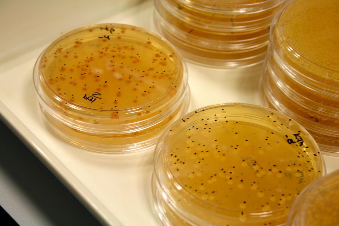 Cultivo de levaduras en placas de Petri en el laboratorio del Instituto de Ciencias de la Vid y el Vino. Foto: CSIC