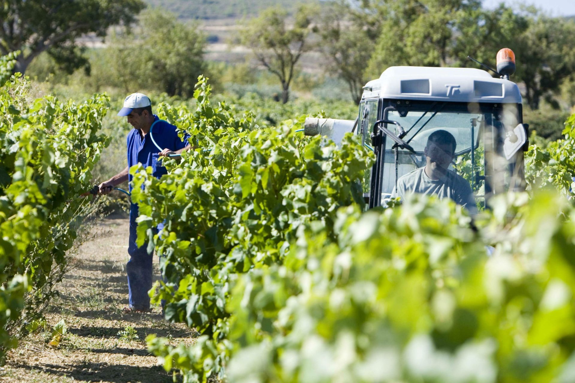 Viticultores trabajan en una viña en Villabuena, Álava. Foto: EFE ARCHIVO/ David Aguilar.