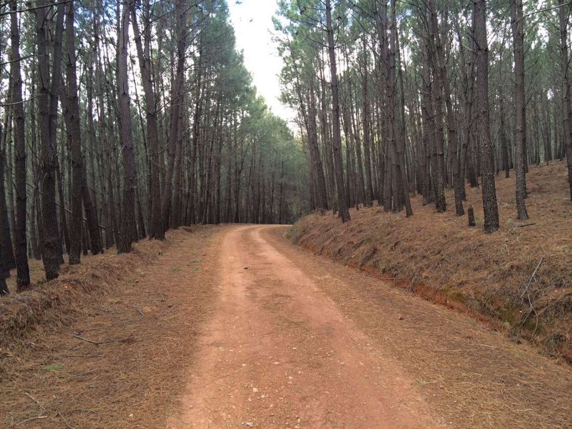 Masa forestal en Extremadura. EFEAGRO/Cedida por la Consejería de Agricultura de Extremadura.