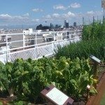 Una azotea con un huerto urbano. Foto: Efeagro/Cristian Gerhardt