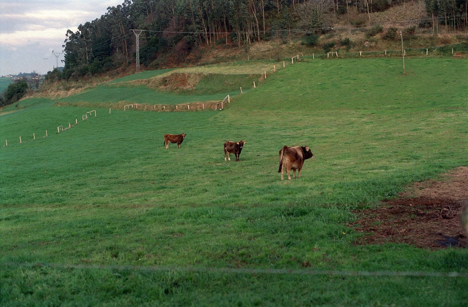Vacas en Asturias. Foto: EFE