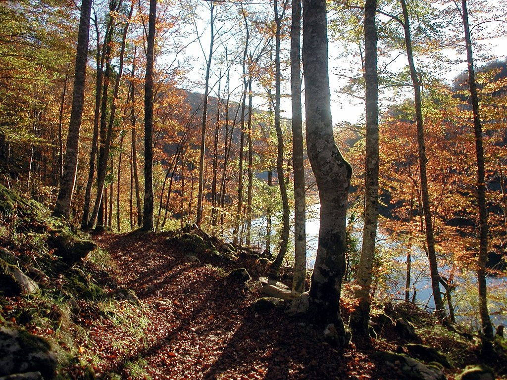 Bosque de hayas de Irati, en el Pirineo fronterizo entre Navarra y Francia. Fototeca/EFE. NINES-NAZARIO