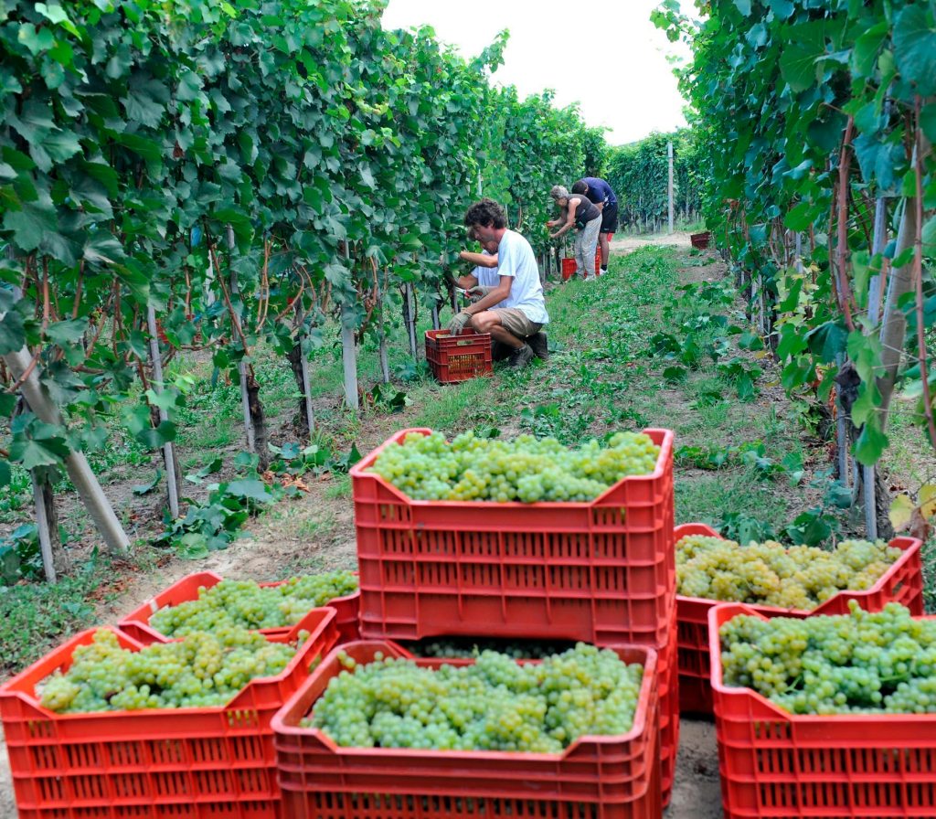 Agricultores italianos recogen uvas de Chardonnay en Turín, Italia. EFE/Tonino di Marco