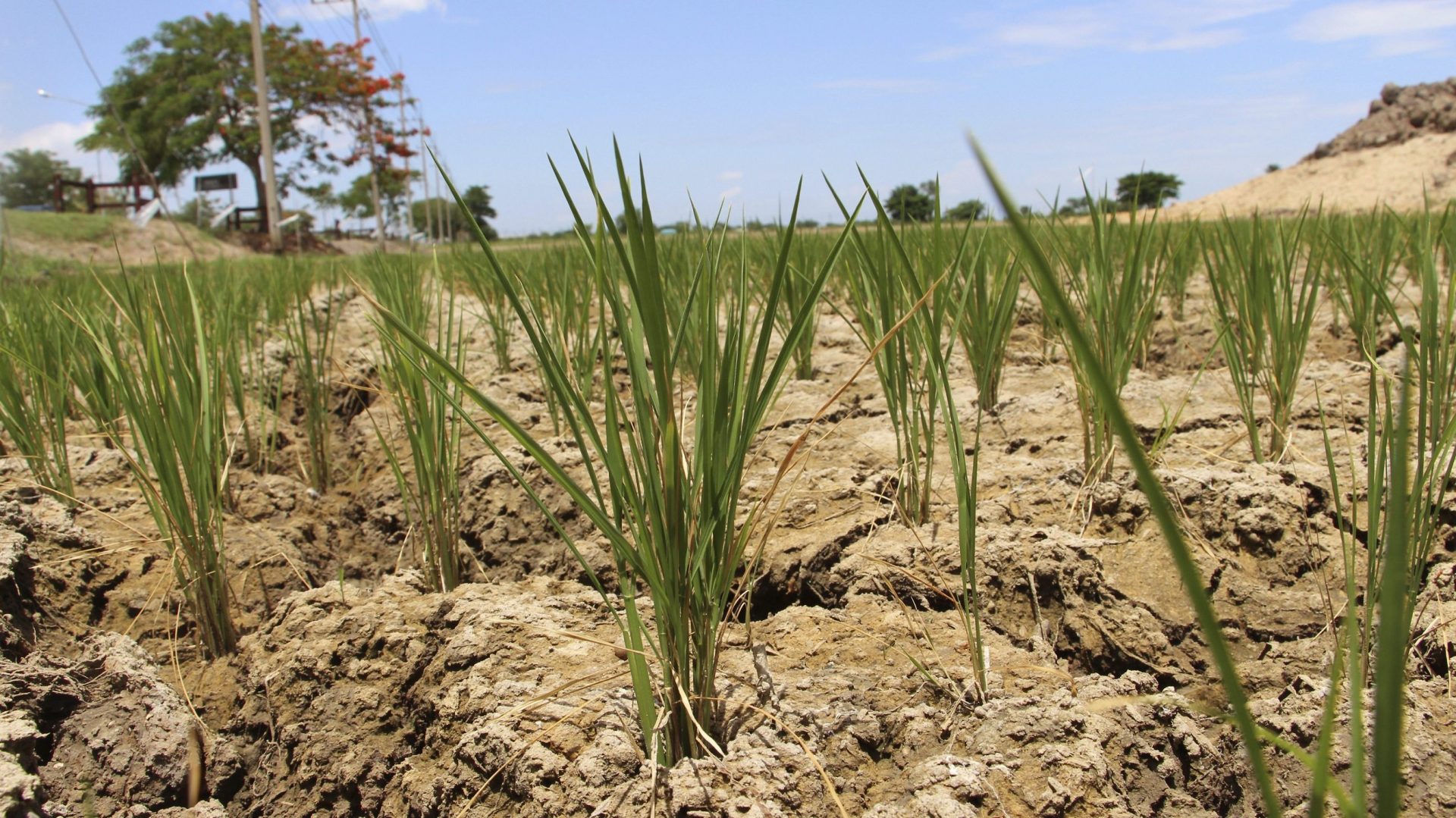 Efectos de la sequía en un campo de cultivo. EFE/Gaspar Ruiz-Canela