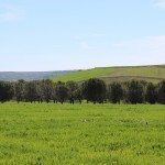 Un campo tratado con fertilizantes. Efeagro/Anffe