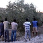 Temporeros en olivares andaluces. Foto: EFE/Rafa Alcaide