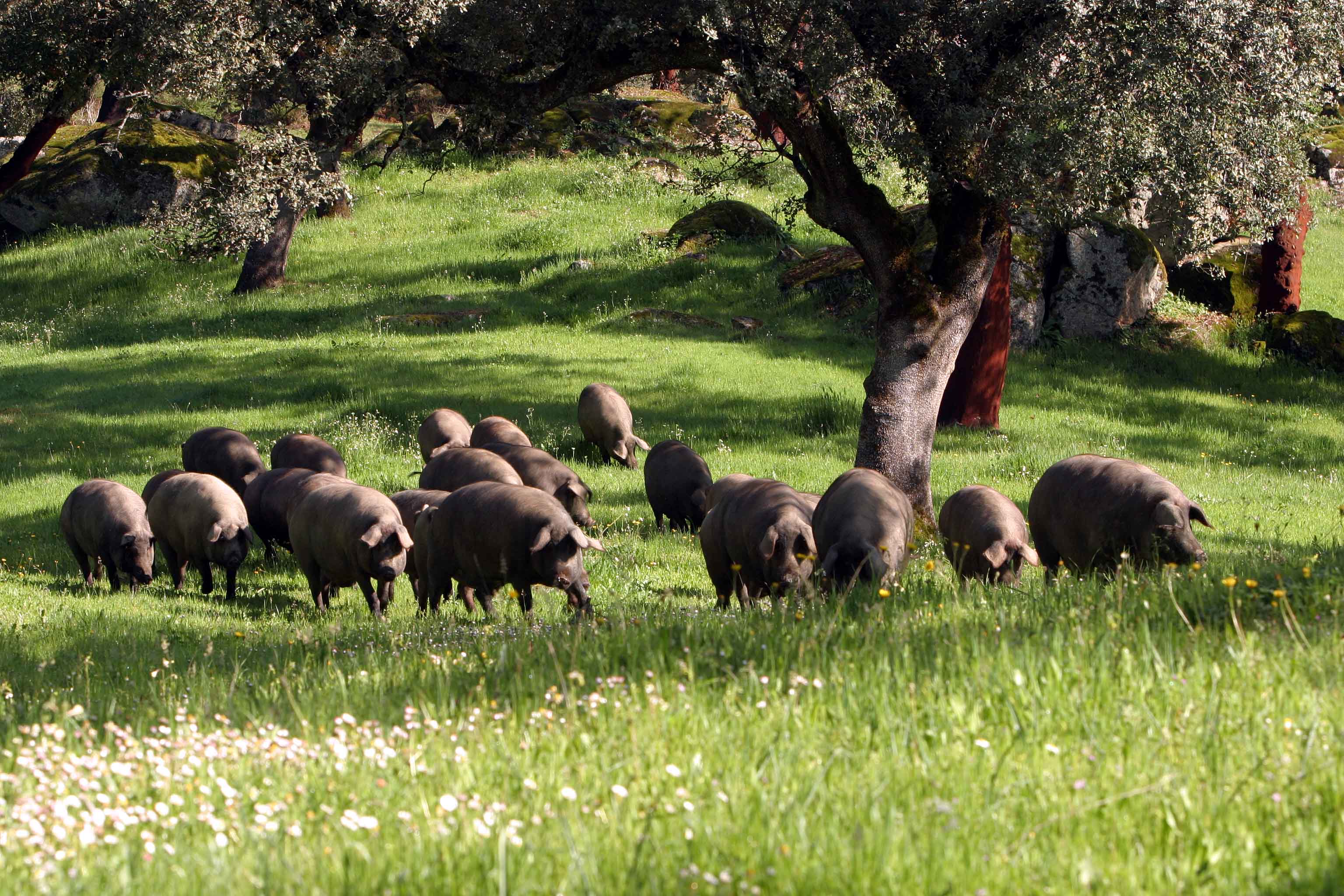 Cerdos pastan en una finca de Jabugo (Huelva). Foto: Osborne