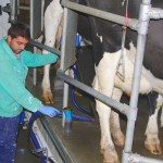 Un ganadero ordeña una vaca. Foto: Ginés Mena