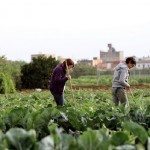 Una parcela de huertos en Valencia. Efeagro/Manuel Bruque