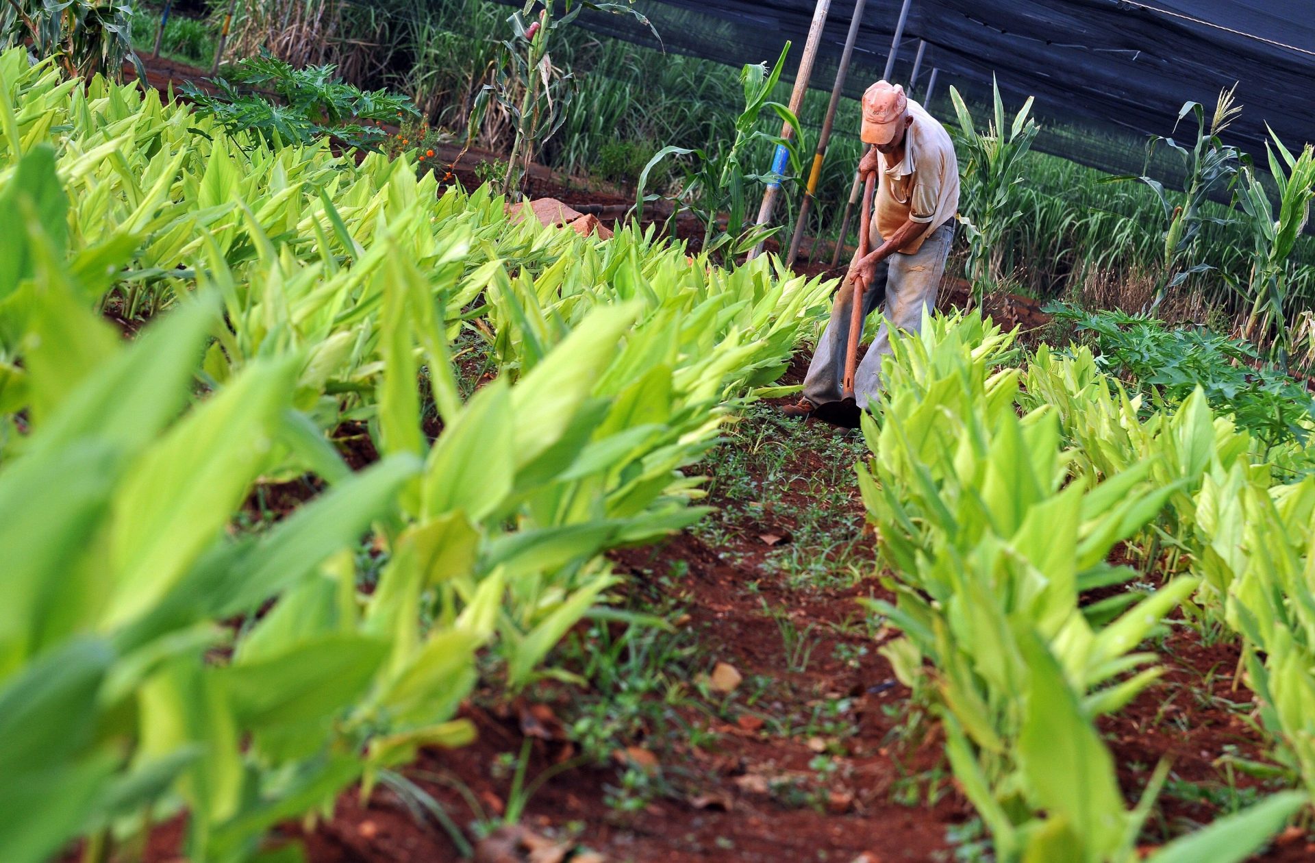 La agroecología, que FAO quiere introducir en agenda política, no es sólo para “reverdecer” la agroindustria