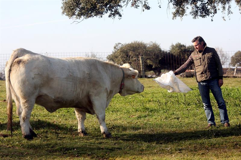El ganadero, con una vaca de su explotación. EFE/Carlos García García