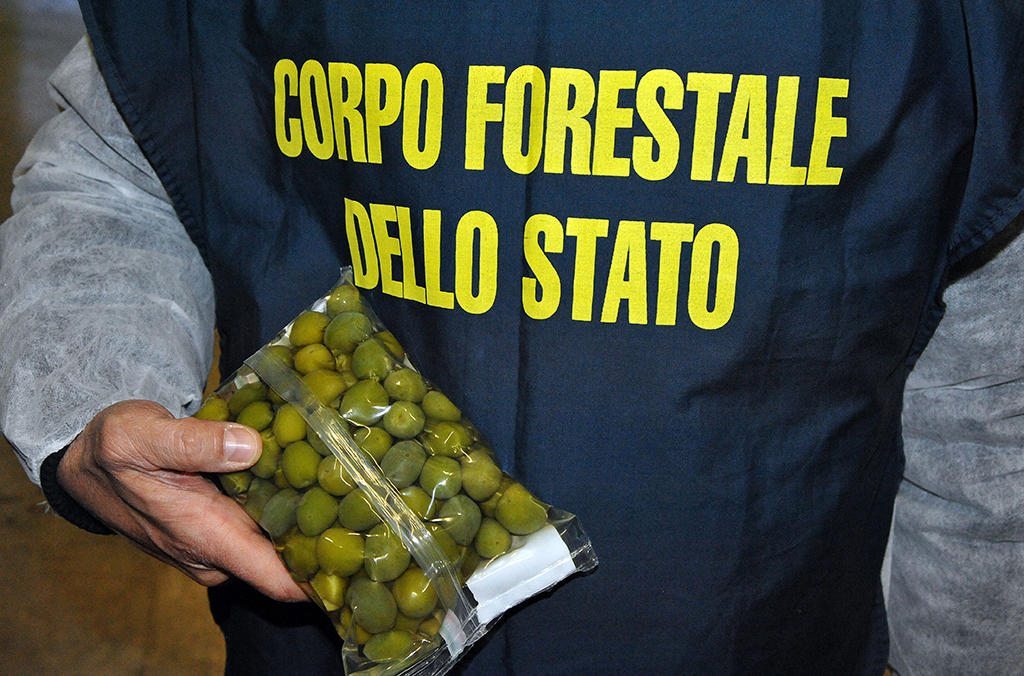 Un agente sostiene una bolsa de aceitunas pintadas con sulfato de cobre en Italia. EFEAGRO/Faciiitadas por Europol/Interpol.