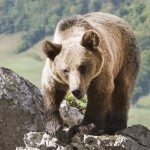 Oso Pardo. Foto: Noe Baranda / Cedida por Turismo de Asturias