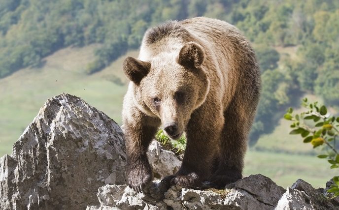 Oso Pardo. Foto: Noe Baranda / Cedida por Turismo de Asturias