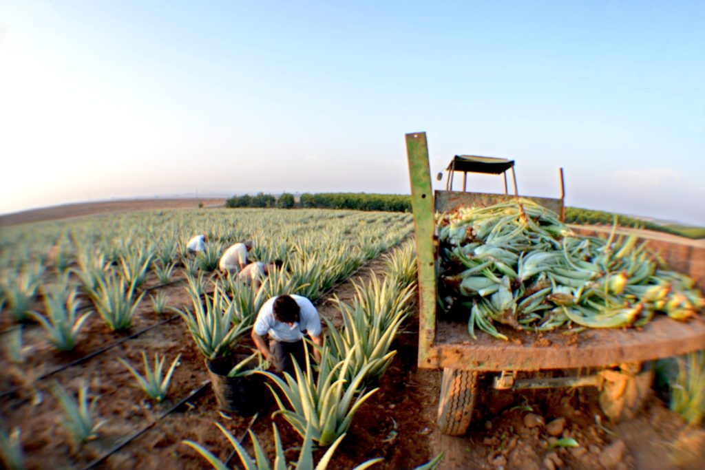 Explotación de aloe vera ecológica. Foto: Cedida por Finca Las Coronas