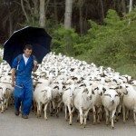 Un rebaño de ovejas en Aragón. Efeagro/Laurent Dominique