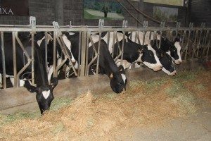 Situación “dramática” del lácteo español en el aniversario del fin de las cuotas. Foto: Ginés Mena