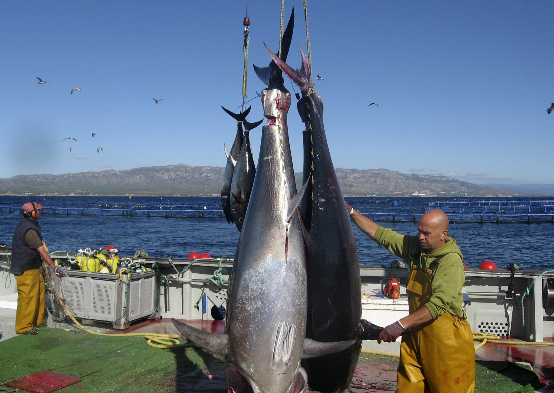 Macrooperación policial contra la pesca y venta ilegal de atún rojo