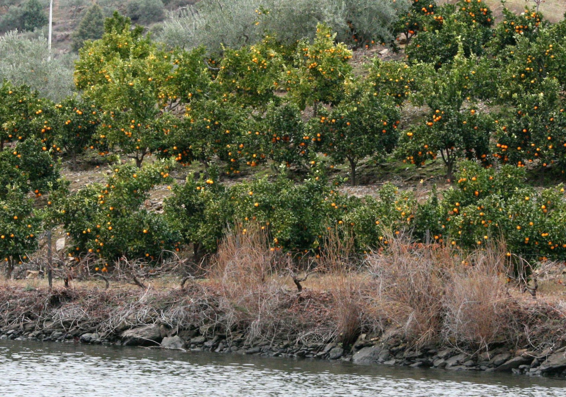 Bancales de naranjos y olivos a la orilla del río Duero en Vilvestre (Salamanca). Efeagro/Carlos García