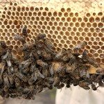 Ejemplares de abeja negra canaria. EFE/Archivo. Cristóbal García