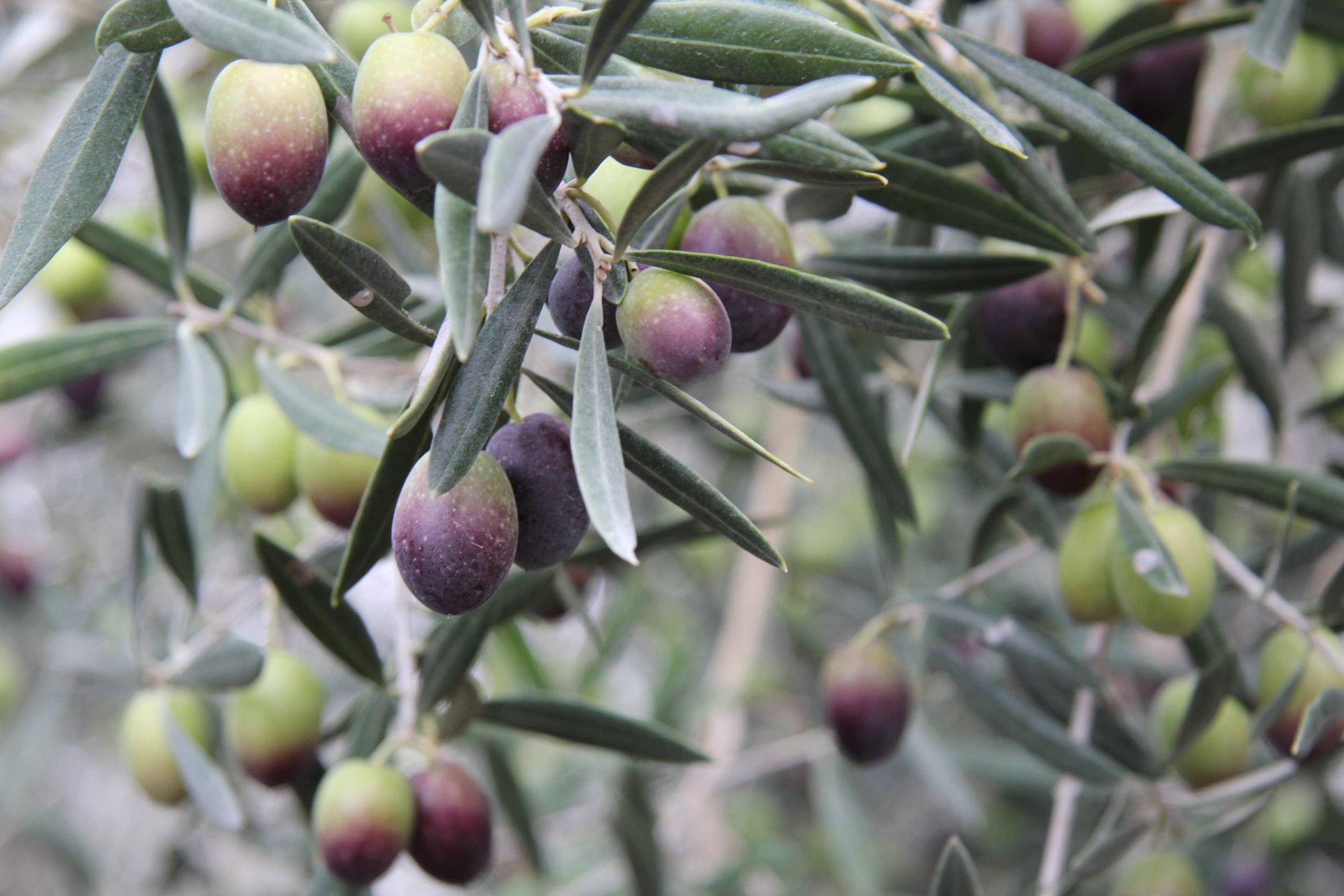 Imagen de un olivo. Foto: EFEAGRO/lrs