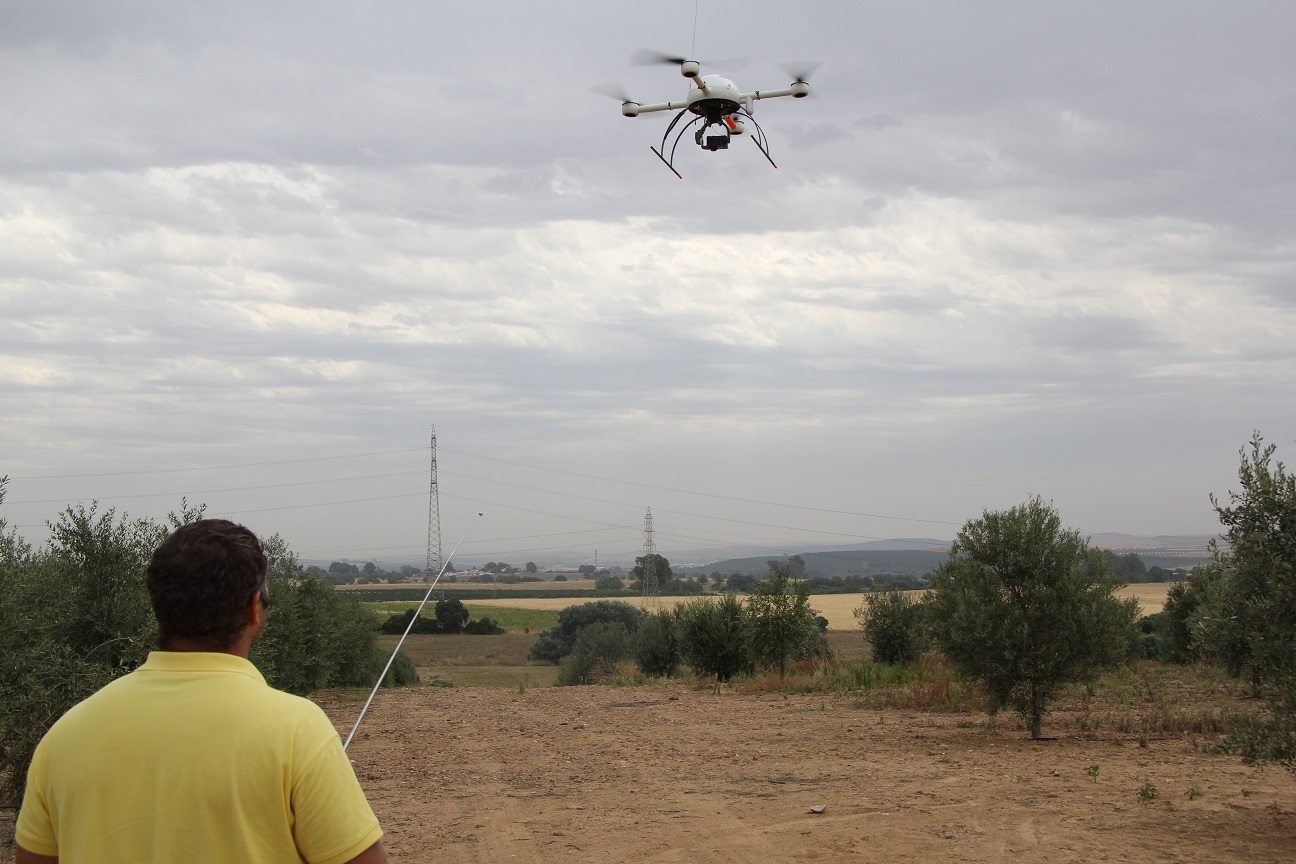 Un investigador pilota un dron sobre el campo experimental de olivos del campus de Rabanales de la Universidad de Córdoba. EFEAGRO/J.J.RÍOS
