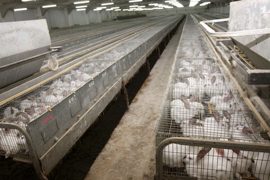 En la imagen, una explotación cunícola en Salamanca. EFE/Archivo. Carlos García.