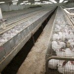 En la imagen, una explotación cunícola en Salamanca. EFE/Archivo. Carlos García.