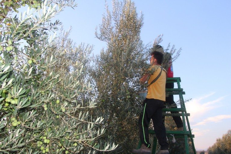 Foto: Verdeo en Arahal (Sevilla). Foto: Efeagro / Lucía Ruiz Simón.