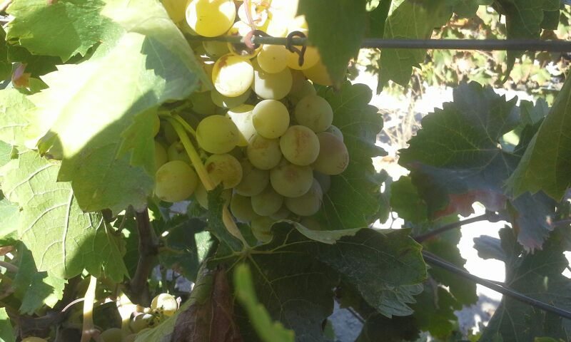 Racimo de uvas en el paraje Pago de Forlón (Cádiz). EFEAGRO/lrs