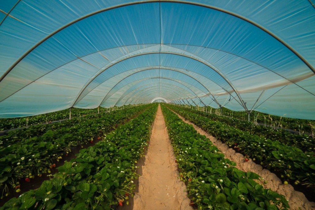Un cultivo de fresas. Efeagro/Grufesa