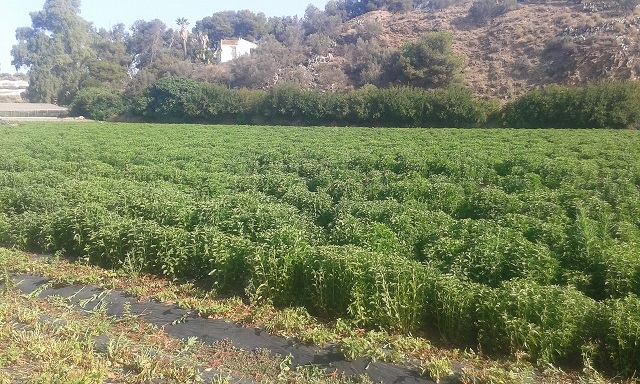 El cultivo de la estevia (Stevia rebaudiana Bertoni) en una explotación en Andalucía. Foto: Apycsa