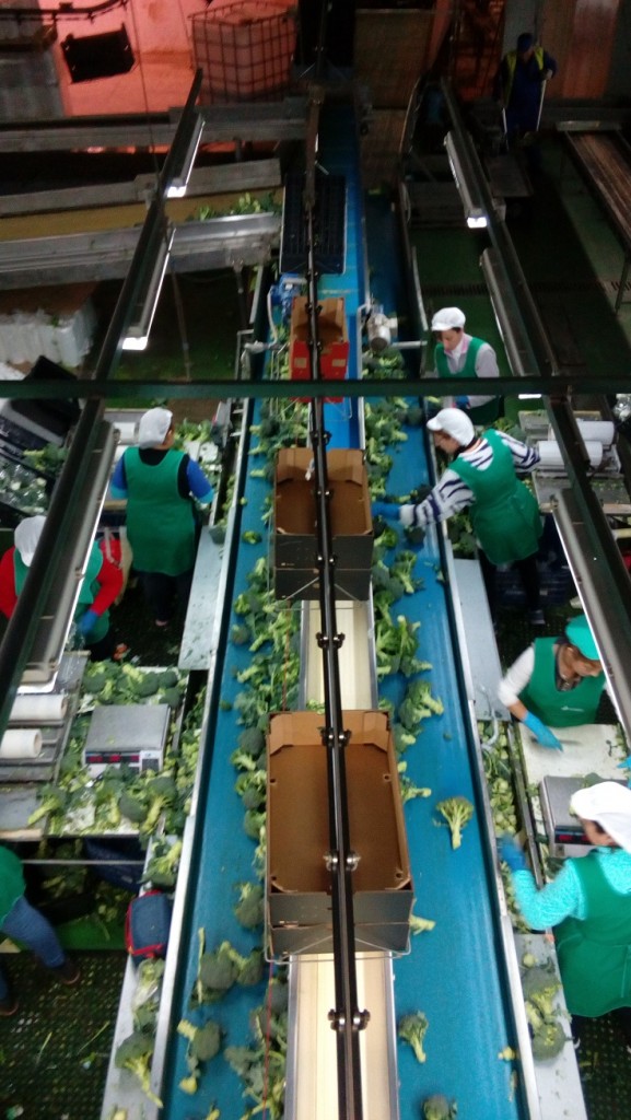 Planta de procesado de brócoli en Lorca (Murcia). Foto: Efeagro / Lucía Ruiz Simón.