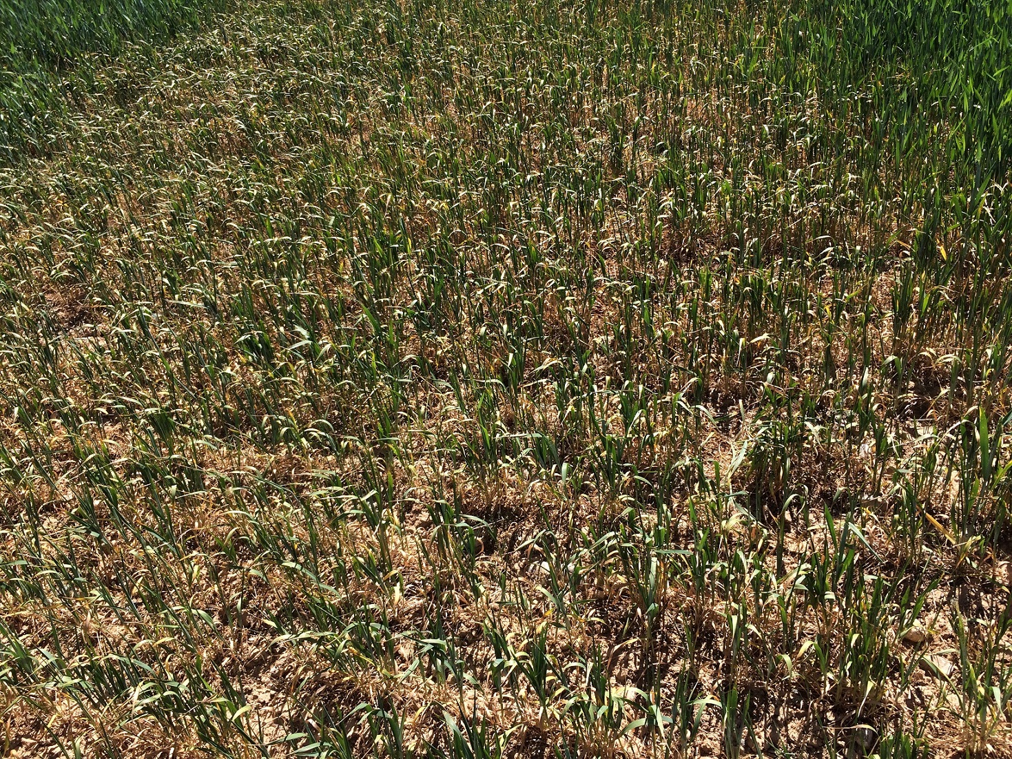 Efecto de la sequía en un campo de cultivo. Efeagro/UPA