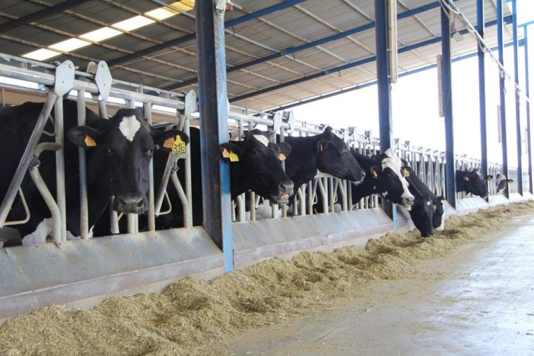 Ganado vacuno de leche en la vaqueriza "La Alegría, de Añora (Córdoba). EFEAGRO/Juan Javier Ríos