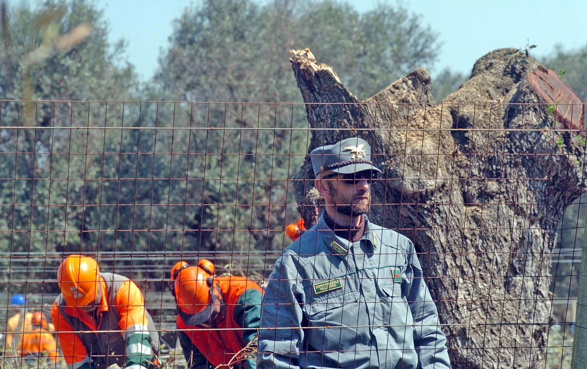 La UE ha apercibido a Italia por la mala gestión ante el avance de la Xylella. EPA/MAX FRIGIONE