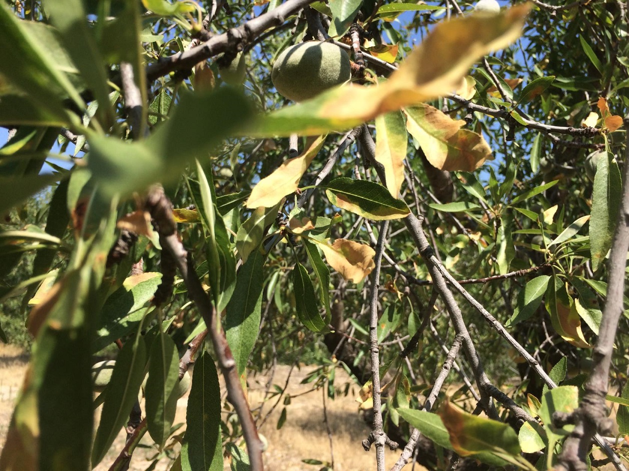 Un almendro afectado por Xylella. Foto: Cedida por Unión de Uniones