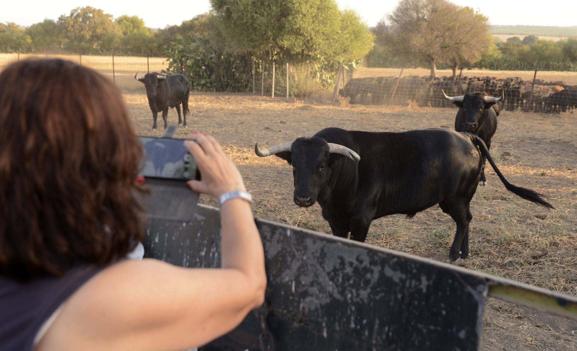 Una turista fotografía a un grupo de toros bravos en una ganadería. EFE/Archivo. Fermín Cabanillas